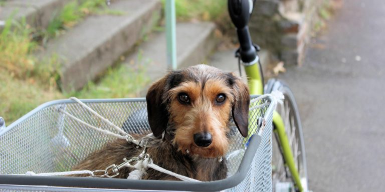 Voyager avec son chien : conseils et astuces